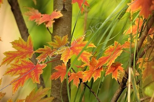 Biosphoto | 1366964 | Foliage of Red maple in autumn in Bourgogne France | &copy; Pierre Vernay / Biosphoto