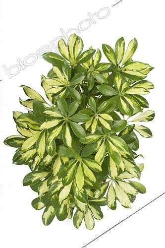 Biosphoto | 588096 | Foliage Schefflera  | &copy; Claudius Thiriet / Biosphoto