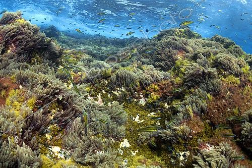 Biosphoto | 2615541 | Fond marin peu profond et rocheux recouvert de diverses espèces d'algues, avec la présence de Girelle paon (Thalassoma pavo). Fonds marins de Tenerife, Îles Canaries, Océan Atlantique. | &copy; Sergio Hanquet / Biosphoto