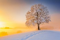 Biosphoto | 2568846 | Footpath and lime tree on the Hirzel, Switzerland, Tilia spec, Europe | &copy; P. Frischknecht / imageBROKER / Biosphoto