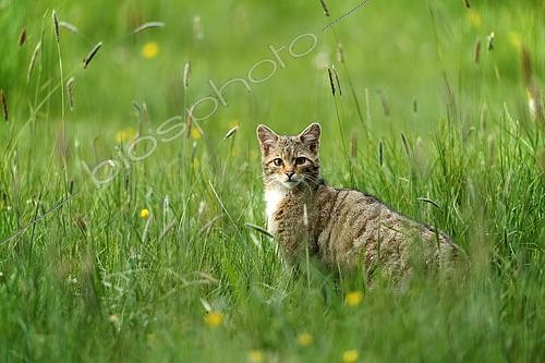 Biosphoto | 2610544 | Forest cat (Felis silvestris silvestris) in the grass, Ardennes, Belgium | &copy; Christian Cabron / Biosphoto