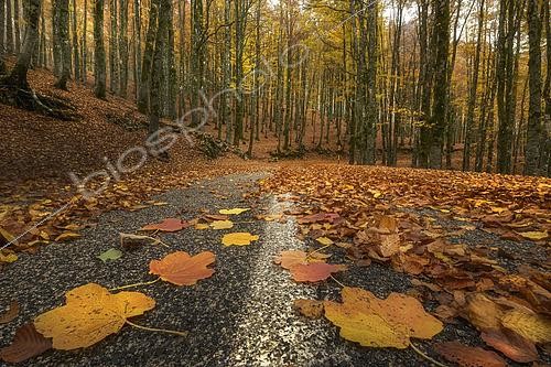 Biosphoto | 2613605 | Forest road covered with fallen leaves in autumn, Italy. | &copy; Alberto Ghizzi Panizza / Biosphoto
