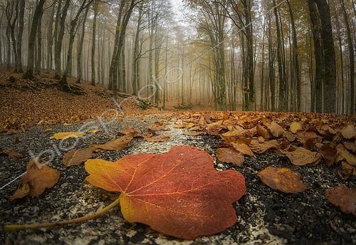 Biosphoto | 2613668 | Forest road covered with fallen leaves in autumn, Italy. | &copy; Alberto Ghizzi Panizza / Biosphoto