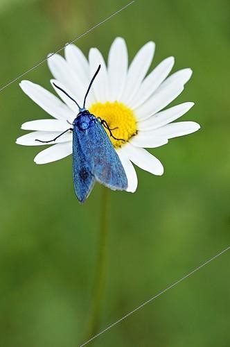 Biosphoto | 1137163 | Forester on a flower of Daisy France | &copy; Roger Dauriac / Biosphoto