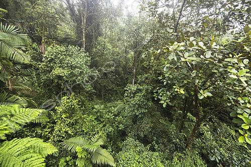 Biosphoto | 2619386 | Forêt équatoriale humide, Equateur. La forêt est composée de plusieurs strates végétales. Au premier plan, on distingue nettement des fougères arborescentes et des plantes herbacées, suivies par une strate arbustive et des arbres de différentes hauteurs qui forment une canopée fermée, limitant la pénétration de la lumière solaire au sol. grande variété de formes de feuilles, de textures et de nuances de vert, ce qui témoigne de la compétition pour l'accès à la lumière et aux nutriments dans un milieu où la croissance est rapide grâce à la chaleur et à l'humidité constantes. taux d'humidité très élevé, typique des zones situées près de l'équateur, où les précipitations sont abondantes tout au long de l'année. | &copy; Claudius Thiriet / Biosphoto