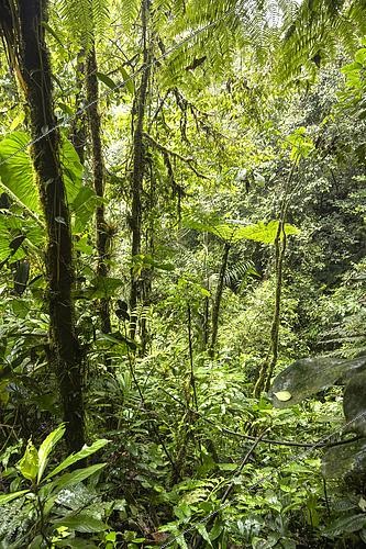 Biosphoto | 2619398 | Forêt tropicale dense, souvent appelée jungle ou forêt humide, Equateur. La Végétation Étagée : Au centre, on distingue nettement une fougère arborescente avec ses frondes caractéristiques en forme de parasol. des arbres de grande taille formant la canopée, des arbustes de taille moyenne, et une strate herbacée dense au sol, ce qui limite la pénétration de la lumière directe. de nombreuses plantes qui poussent directement sur les troncs des arbres (épiphytes), notamment des mousses et des fougères. C'est un signe typique d'une humidité ambiante très élevée. La variété des formes de feuilles (grandes feuilles larges type Araceae à gauche, frondes découpées de fougères, feuillage fin) témoigne de la haute biodiversité de ce milieu. chaque plante  cherche  à s'élever ou à adapter ses feuilles pour capter le moindre rayon de soleil. C'est un milieu complexe où chaque espèce occupe une niche écologique très précise pour survivre dans cet environnement compétitif mais riche en ressources. | &copy; Claudius Thiriet / Biosphoto