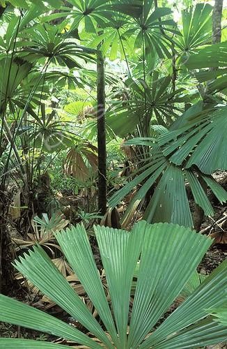 Biosphoto | 12274 | Forêt tropicale Mission Beach Queensland Australie | &copy; Theo Allofs / Biosphoto