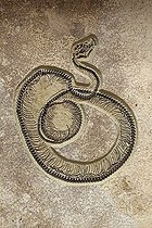 Biosphoto | 1219708 | Fossil Snake Caste from Eocene Wyoming USA | &copy; John Cancalosi / Biosphoto