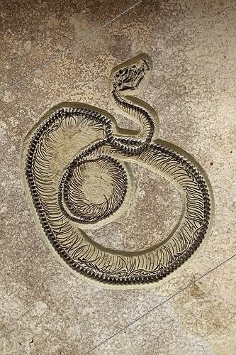 Biosphoto | 1219708 | Fossil Snake Caste from Eocene Wyoming USA ; Eocene - 50 million years old.<br>Specimen courtesy GeoDécor, Tucson, Arizona. | &copy; John Cancalosi / Biosphoto