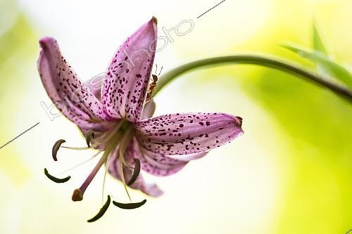 Biosphoto | 2616083 | Fourmi sur fleur de Lis martagon (Lilium martagon), Bouxières-aux-dames, Lorraine, France | &copy; Stéphane Vitzthum / Biosphoto
