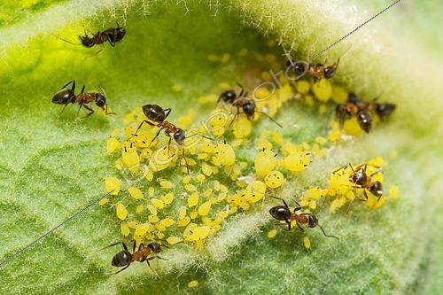 Biosphoto | 2617931 | Fourmis et puceron jaune du Laurier rose (Aphis nerii) sur Laurier rose, élevage des pucerons par les fourmis, jardin des plantes devant le Museum national d'histoire naturelle, Paris, France | &copy; Stéphane Vitzthum / Biosphoto