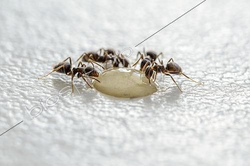 Biosphoto | 2616487 | Fourmis (Lasius alienus) attirées par un goutte de miel sur le plan de travail d'une cuisine, Marseille, Bouches-du-Rhône, France | &copy; Marie Aymerez / Biosphoto