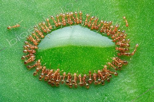 Biosphoto | 2172934 | Fourmis pharaons (Monomorium pharaonis) formant un cercle autour d'une goutte de miel sur une feuille de Cyrtandromoea grandis, Malaisie | &copy; Husni Che Ngah / Biosphoto