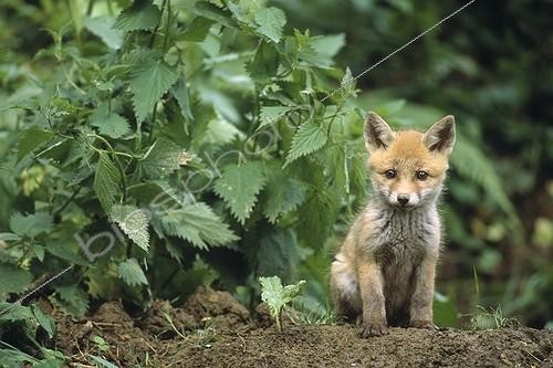Biosphoto | 529782 | Fox Cub watching near the burrow entry Jura | &copy; Florent Cardinaux  / Biosphoto
