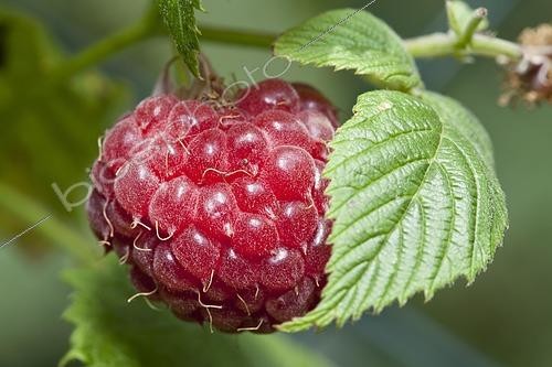 Biosphoto | 2426867 | Framboise (Ribes idaeus) sur buisson, jardin, Dortmund, Rhénanie du Nord-Westphalie, Allemagne | &copy; W. Wirth / imageBROKER / Biosphoto