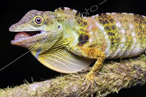 Biosphoto | 2628091 | Fraser's Anole (Anolis fraseri), Mindo, Ecuador. | &copy; Vincent Premel / Biosphoto
