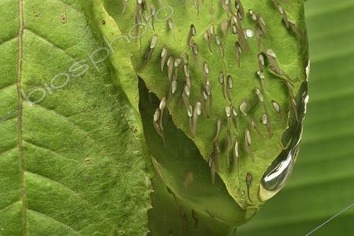 Biosphoto | 2450059 | Free Madagascar Frog (Guibemantis liber) eggs laid on a leaf in the form of a jelly protecting the embryos, transformation is already well under way, Andasibe, Madagascar | &copy; Jean-Yves Grospas / Biosphoto