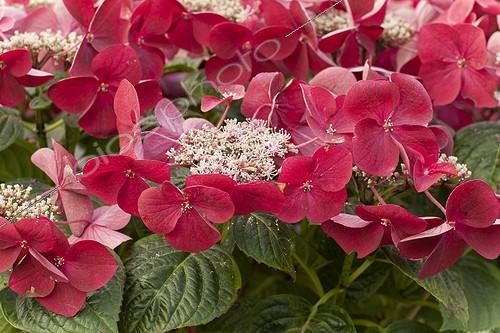 Biosphoto | 1138366 | French hydrangea 'Kardinal' in bloom in a garden | &copy; Hervé Lenain / Biosphoto