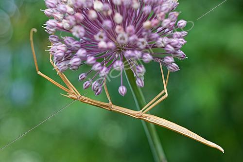 Biosphoto | 2626021 | French stick insect (Clonopsis gallica) on flowers of wild leek (Allium ampeloprasum) in spring, Gironde, Nouvelle-Aquitaine, France. | &copy; Bernard Dubreuil / Biosphoto
