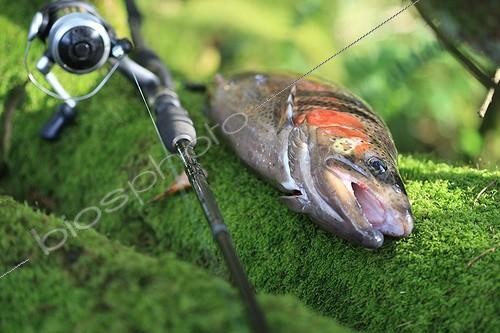 Biosphoto | 619243 | Freshly caught Rainbow trout and rod fishing France ; Location: Brennilis Lake, situated in the Arée mounts, this artificial lake was used for cooling the central Brennilis. | &copy; Erwan Balança / Biosphoto