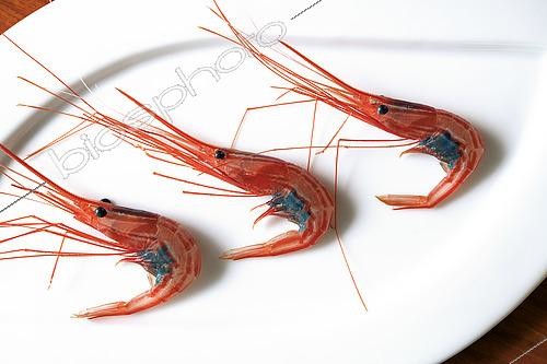 Biosphoto | 2609464 | Freshly caught shrimp (Plesionika narval). The image shows the laying of blue eggs. They are caught using traditional pots. Canarian cuisine. Fishing sector. Tenerife, Canary Islands. | &copy; Sergio Hanquet / Biosphoto