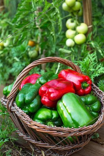 Biosphoto | 2084108 | Freshly picked green and red sweet peppers, Provence, France | &copy; Philippe Giraud / Biosgarden / Biosphoto