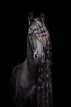 Biosphoto | 2436352 | Friese (Equus), animal portrait with black background, Germany, Europe | &copy; Stephanie Hafner / imageBROKER / Biosphoto