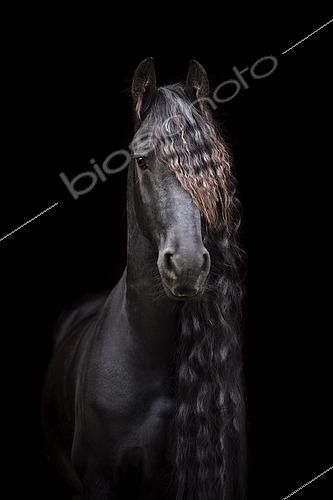 Biosphoto | 2436352 | Friese (Equus), animal portrait with black background, Germany, Europe | &copy; Stephanie Hafner / imageBROKER / Biosphoto