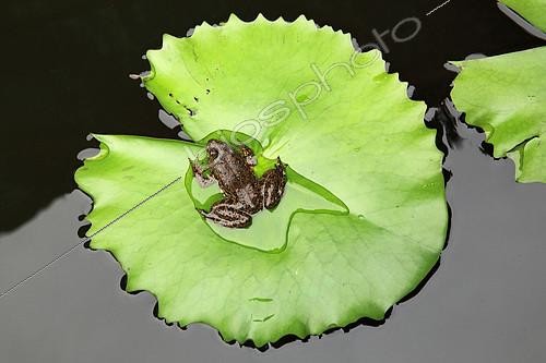 Biosphoto | 2410971 | Frog on a leaf of water lily, Sri Lanka | &copy; Eric Guilloret / Biosphoto