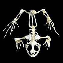 Biosphoto | 1818907 | Frog skeleton | &copy; Jean-Michel Labat / Biosphoto