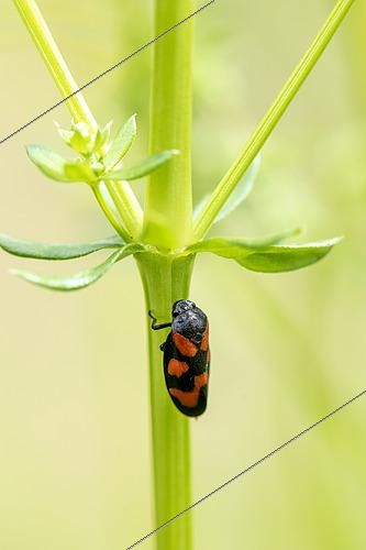Biosphoto | 2448684 | Froghopper (Cercopis vulnerata) on a stem in spring, Moselle, France | &copy; Yann Avril / Biosphoto
