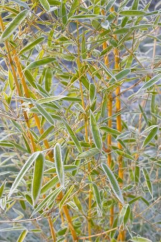 Biosphoto | 827827 | Frost on bamboo's leave in winter | &copy; Frédéric Didillon / Biosphoto