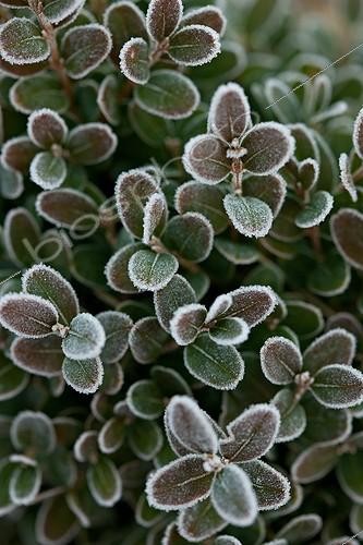 Biosphoto | 1091110 | Frost on common box leaves in a garden in winter | &copy; Philippe Giraud / Biosphoto
