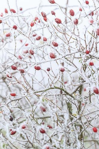 Biosphoto | 2100729 | Frost on dog rose rosehips (Rosa canina) in a garden | &copy; Hervé Lenain / Biosphoto