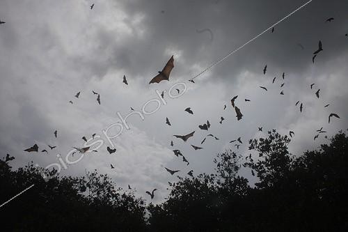 Biosphoto | 919131 | Fruit bats in flight in the natural park of the 17 islands Indonesia | &copy; André Pascal / Biosphoto