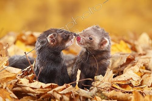 Biosphoto | 2469675 | Furet (Mustela furo) dans les feuilles mortes | &copy; P. Wegner / imageBROKER / Biosphoto