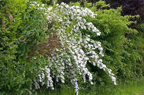 Biosphoto | 1912047 | Fuzzy pride-of-rochester 'Candidissima' in bloom in a garden | &copy; Frédéric Didillon / Biosphoto