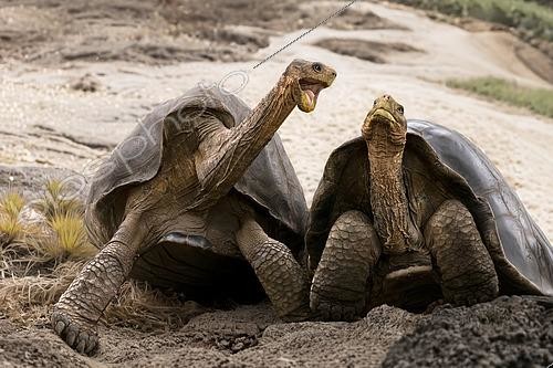 Biosphoto | 2620312 | Galápagos giant tortoise (Chelonoidis niger hoodensis), known as the  saddleback  tortoise, has a distinctly elevated shell at the front. This evolutionary adaptation allows the tortoise to extend its long neck high to reach vegetation at greater heights, such as cacti. Its robust, scaly legs are well-suited for navigating the rugged volcanic terrain of the islands. The Charles Darwin Research Station plays a crucial role in conservation efforts. These tortoises are emblematic of Charles Darwin's theory of evolution. Their morphology varies from island to island based on the available food sources, which helped the naturalist understand how species adapt to their environments. Here, the social interaction between two tortoises is governed by a simple rule: dominance by height. When they encounter each other, they stretch vertically by extending their necks to the maximum and opening their mouths. The tortoise that manages to raise its head the highest is considered the dominant one. The  smaller  tortoise (or the one that cannot reach that height) withdraws its head, lowers itself, and moves away, signaling its submission. This behavior generally helps avoid violent physical confrontations. | &copy; Claudius Thiriet / Biosphoto
