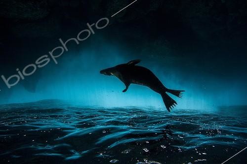 Biosphoto | 2047746 | Galapagos sea lion under the waves - Galapagos GDT 2015 | &copy; Mike Korostelev / Biosphoto