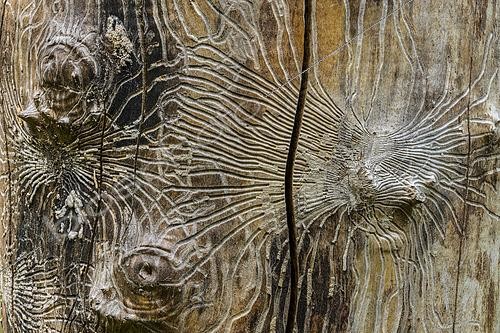 Biosphoto | 2568023 | Galeries de larves de scolytes creusées sous l'écorce d'un arbre. Le Bostryche typographe (Ips typographus) est un petit coléoptère ligniforme ravageur des forêts d'épicéa. France | &copy; Jean-Philippe Delobelle / Biosphoto