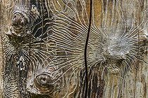 Biosphoto | 2568023 | Galleries of bark beetle larvae under the bark of a tree. European Spruce Bark Beetle (Ips typographus) is a small wood-boring beetle that ravages spruce forests. France | &copy; Jean-Philippe Delobelle / Biosphoto