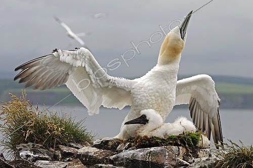 Biosphoto | 1443307 | Gannet and chick on the cliffs of Bass Rock UK | &copy; Dominique Delfino / Biosphoto