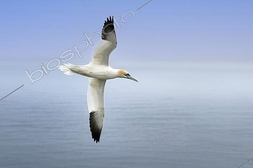 Biosphoto | 2610286 | Gannet (Morus bassanus) in flight, Scotland | &copy; Christian Cabron / Biosphoto