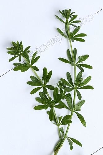 Biosphoto | 2032303 | Garance on white background | &copy; Pascal Pittorino / Biosphoto