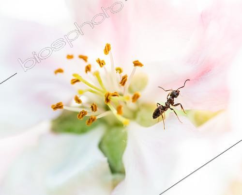 Biosphoto | 2450523 | Garden ant (Lasius niger) prospecting an apple blossom in search of nectar or aphid | &copy; Marc Tisseau / Biosphoto