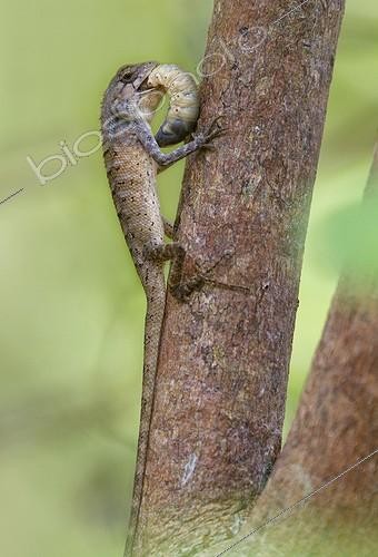 Biosphoto | 1359958 | Garden fence Lizard feeding on large insecte larvae Thailand | &copy; Lee Dalton / Biosphoto