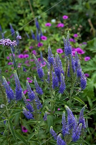 Biosphoto | 891732 | Garden of Paradise France | &copy; Philippe Giraud / Biosphoto