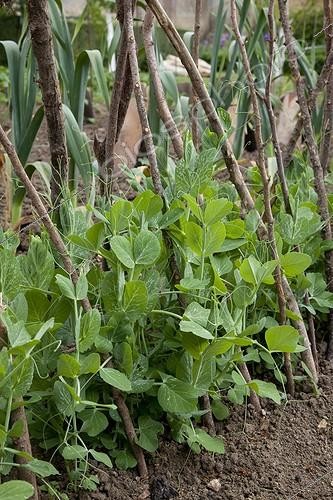 Biosphoto | 1646030 | Garden peas in a kitchen garden | &copy; NouN / Biosphoto