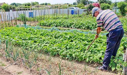 Biosphoto | 2603215 | Gardener hoeing bean rows in a vegetable garden, Allonnes, Sarthe, France | &copy; Michel Gile / Biosphoto