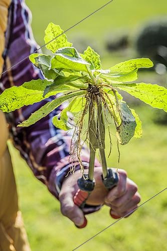 Biosphoto | 2452225 | Gardener holding weeding tongs: pliers with long curved beak for taprooted plants such as dandelion and difficult to reach places. | &copy; Jean-Michel Groult / Biosphoto